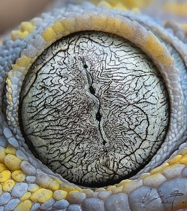 Toki gekona acs... Autors: Zibenzellis69 18 elpu aizraujoši kadri, kas pierāda, ko nozīmē mātes dabas varenība un spēks