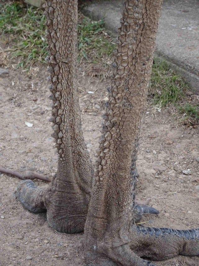 Emu kāju aizmugure Autors: Zibenzellis69 18 elpu aizraujoši kadri, kas pierāda, ko nozīmē mātes dabas varenība un spēks