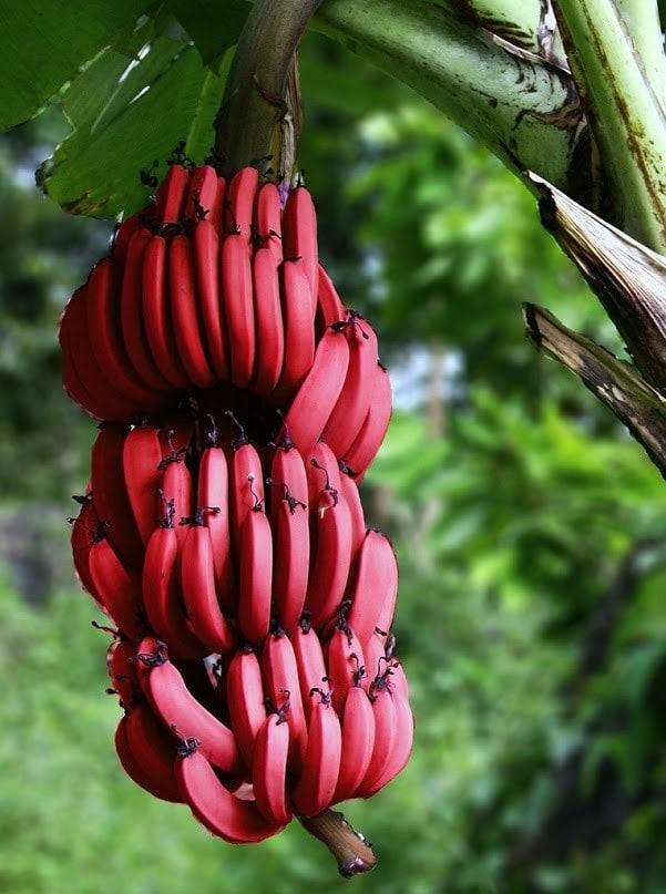 Sarkanie banāniTiek uzskatīts... Autors: Zibenzellis69 12 dīvaini banānu veidi, kas pārsteigs ar savu krāsu un garšu