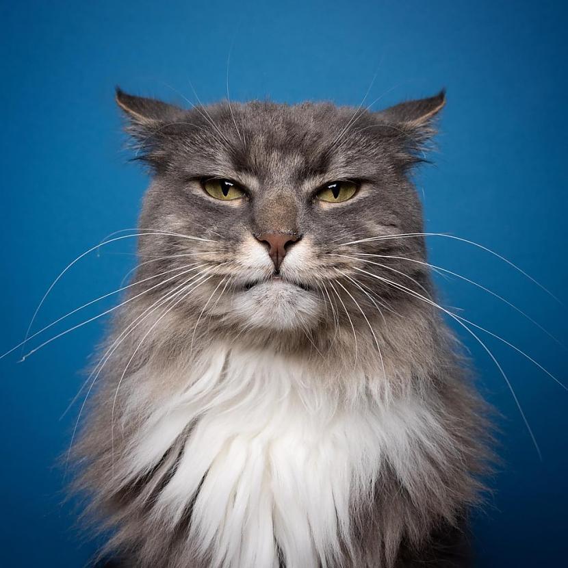 Neatkarīgi no tā vai esat kaķu... Autors: Zibenzellis69 Brīnišķīga gelerija: Katogrāfs Nils Jacobi iemūžina interesantus kaķu portretus