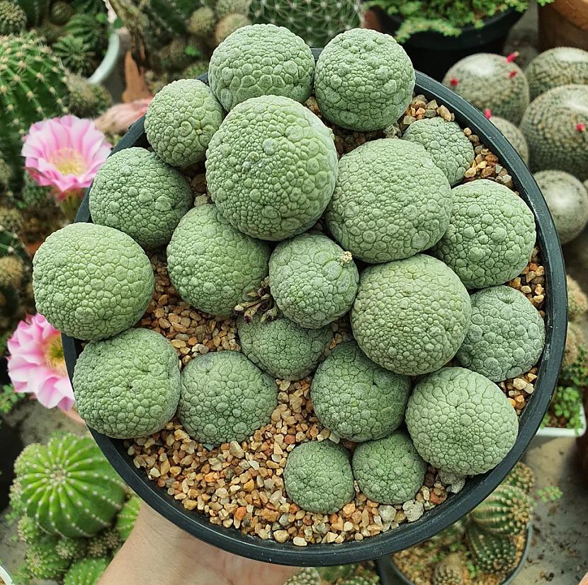 Pseidoliti izskatās kā akmeņi Autors: Zibenzellis69 Neparasti augi no visas pasaules, kuru izcilās īpašības piesaistīs tavu uzmanību