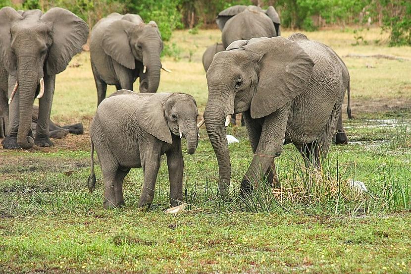 Āfrikas zilonis 70 gadi  9... Autors: Zibenzellis69 Mātes dabas noslēpumi ilgmūžībai: 15 neticamākie ilgmūžības piemēri