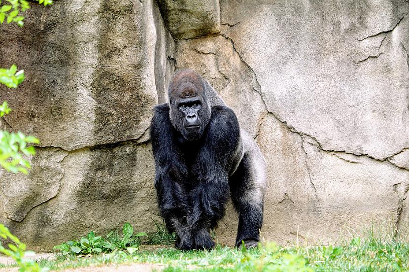 Gorillas nevar runāt toties... Autors: Lestets 15 interesanti fakti par dzīvniekiem, kas tevi var pārsteigt
