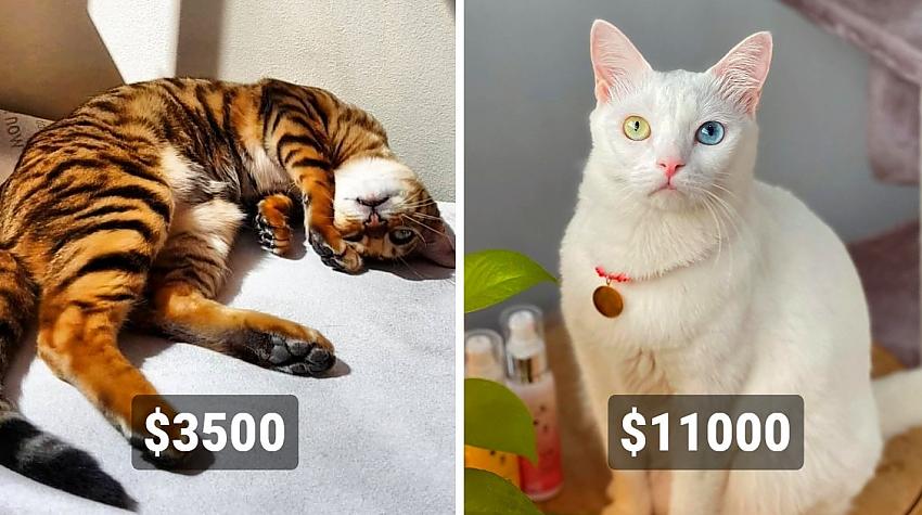 Pūkainie dārgumi: 20 visdārgākās kaķu šķirnes, kuri maksā prāvu naudas žūksni