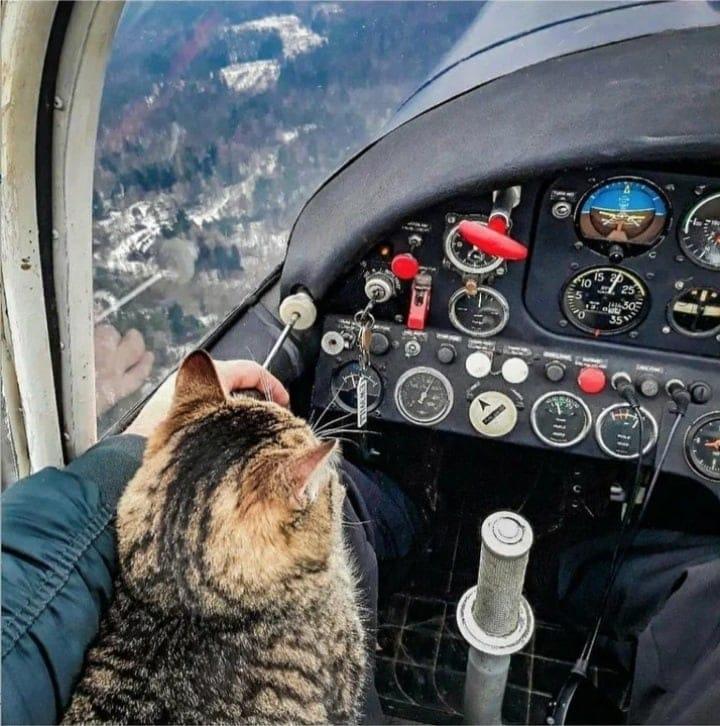 Otrais pilotsCienījamie... Autors: Zibenzellis69 20 interesanti fotoattēli, kas pierāda, ka kaķi var nokļūt jebkurā vietā