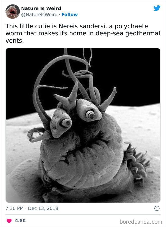 Scaronis mazais smukulītis ir... Autors: slepkavnieciskais 20 interesanti fakt un attēli kas pierāda ka daba ir dīvaina.