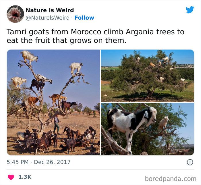 Tamri kazas no Marokas kāpj... Autors: slepkavnieciskais 20 interesanti fakt un attēli kas pierāda ka daba ir dīvaina.