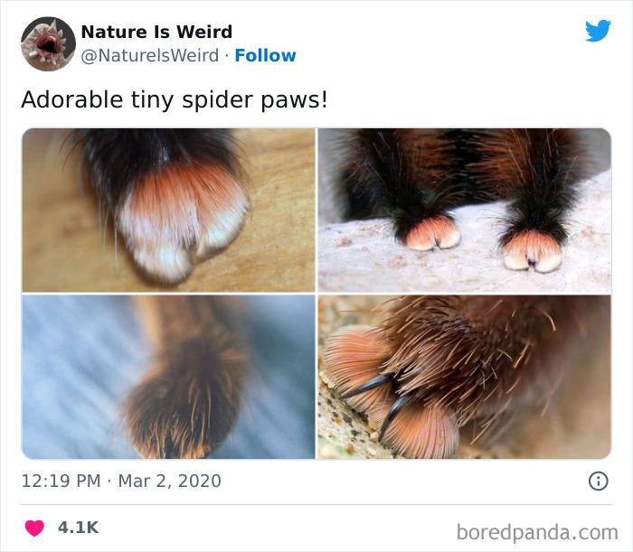 Piemīlīgas zirnekļa ķepiņas Autors: slepkavnieciskais 20 interesanti fakt un attēli kas pierāda ka daba ir dīvaina.