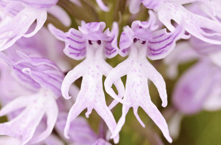 Itāļu orhideja... Autors: Zibenzellis69 10 neticami augi, kas pierādīs, ka dabai joprojām ir ar ko pārsteigt cilvēkus