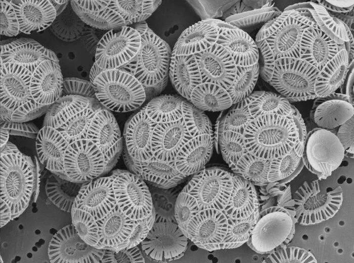 Krīts Autors: Zibenzellis69 Objekti, kurus cilvēki nolēma izpētīt mikroskopā un atklāja pārsteidzošu pasauli