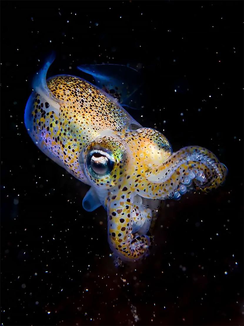 Coast amp Marine Otrā vieta... Autors: Zibenzellis69 Britu Wildlife Photography Awards 2023 — iespaidīgas uzvarējušās fotogrāfijas