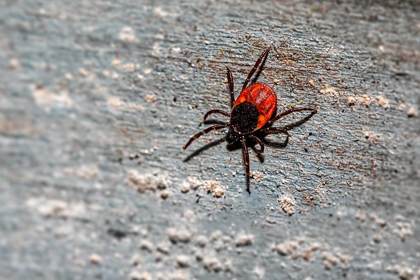 Kāda ir pareizā rīcība ja ir... Autors: matilde Sākusies ērču sezona! Kā pasargāties no ērču piesūkšanās?