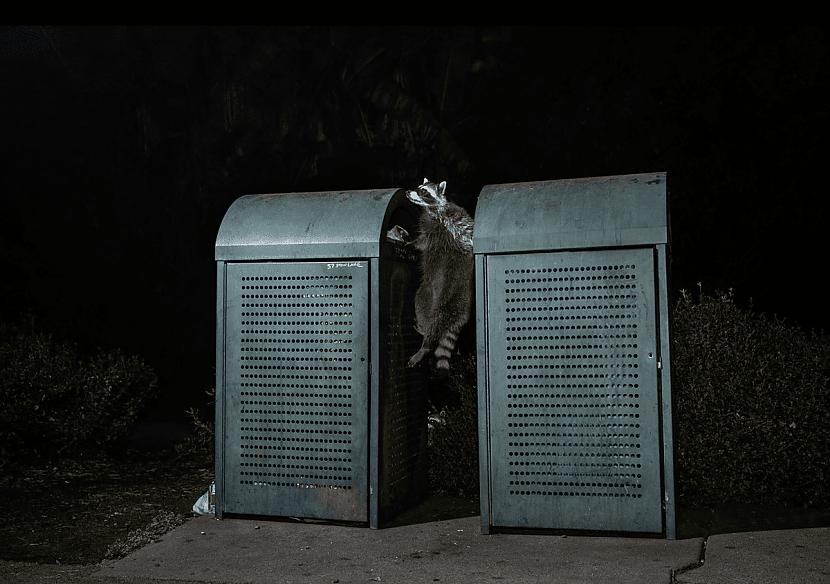 Kārtējais pilsētas jenots Autors: Zibenzellis69 15 amerikāņu fotogrāfa darbi, kas parāda savvaļas dzīvniekus un pilsētvidi