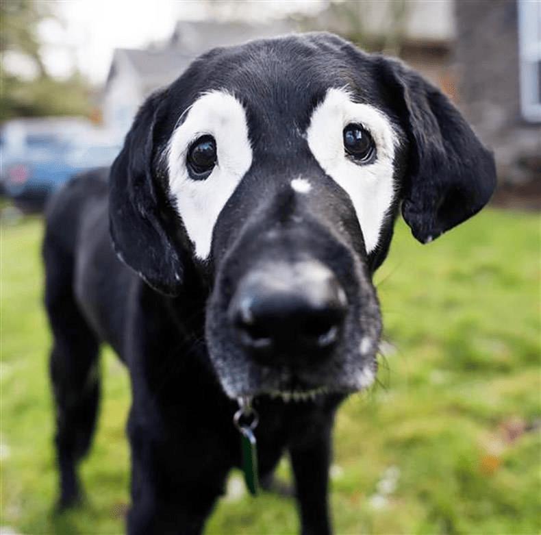 Izskatās kā suns maskā Autors: Zibenzellis69 17 burvīgi dzīvnieki, ko daba apveltījusi ar pilnīgi unikālām krāsām  (vitiligo)