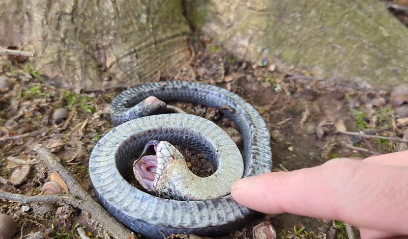 Čūsku ķērājs Džeimss Daulings... Autors: matilde VIDEO ⟩ Par interneta hitu kļūst video, kurā čūska dramatiski tēlo, ka ir mirusi