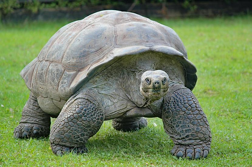 Galapagu bruņurupučiSkaidrs ka... Autors: Lestets Kuru no dzīvniekiem tu nenoskrietu pat triju minūšu laikā?