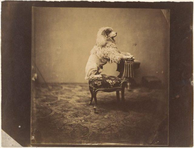 Ķeizarienes Eiženijas pūdelis... Autors: Lestets Retas 1850-to gadu fotogrāfijas