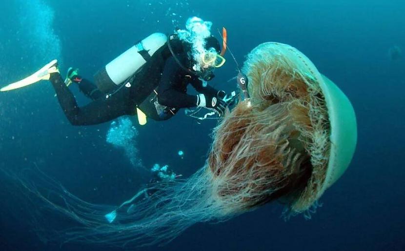  Scaronī milzu medūza Autors: Zibenzellis69 15 milzīgas lietas, kas varētu dažiem mums  justies pavisam nevērtīgiem