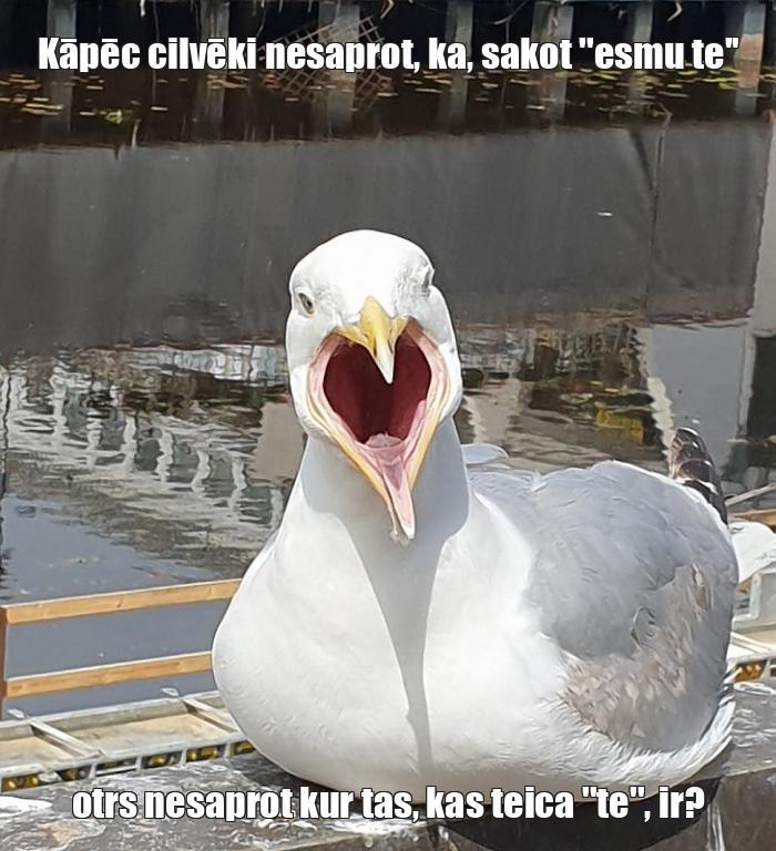  Autors: klanu kaķi Memes