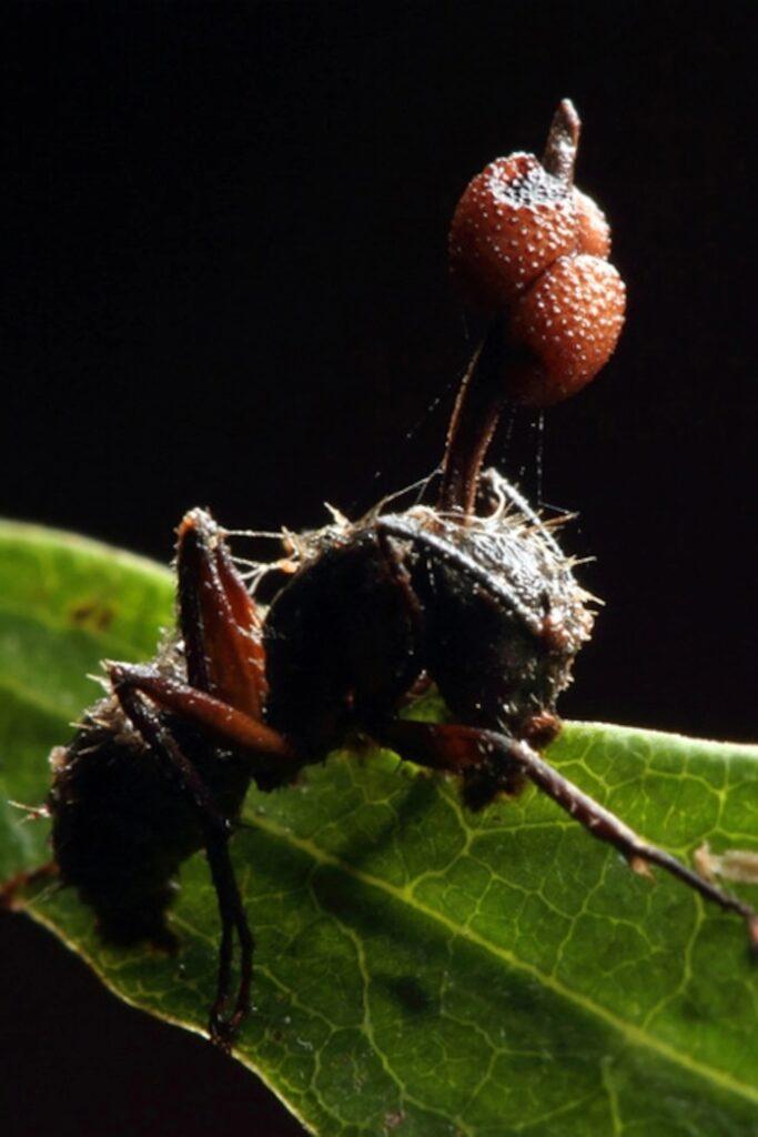  Autors: Lestets Kā zombijsēnes inficē skudras un kontrolē to prātu?