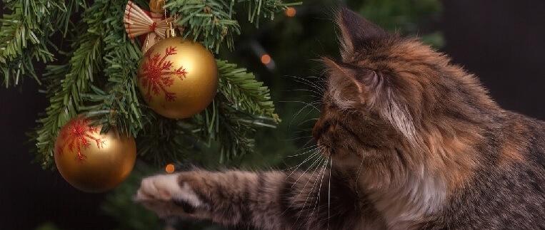 Cilvēki kas tur kaķus zina kā... Autors: klanu kaķi Advente klāt, un Ziemassvētki nāk!