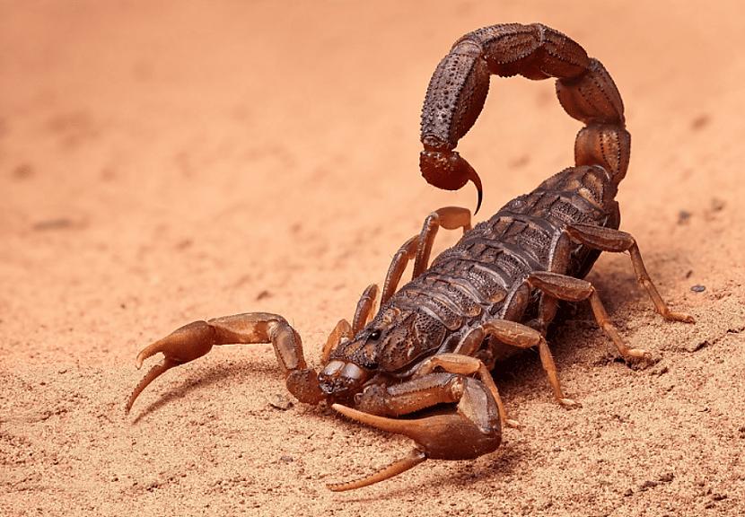 Skorpions  8 vietaGadā... Autors: Zibenzellis69 14 cilvēkiem visbīstamākās radības, par kuru upuriem kļūst daudz cilvēku