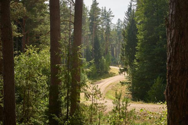 Skaists mežs Autors: klanu kaķi 25 skaisti Latvijas dabas skati