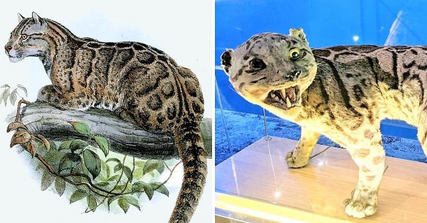 Dūmakainais leopards jeb... Autors: Zibenzellis69 13 lielo plēsīgo kaķu sugas, kas mūsu pasaulei tika zaudētas uz visiem laikiem