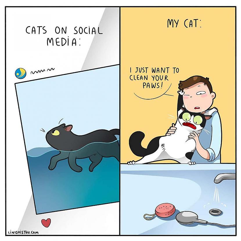 Kaķi sociālajos tīklos un mans... Autors: Zibenzellis69 Vitāli, smieklīgi komiksi, kurus lieliski sapratīs ikviens, kuram mājās ir kaķis