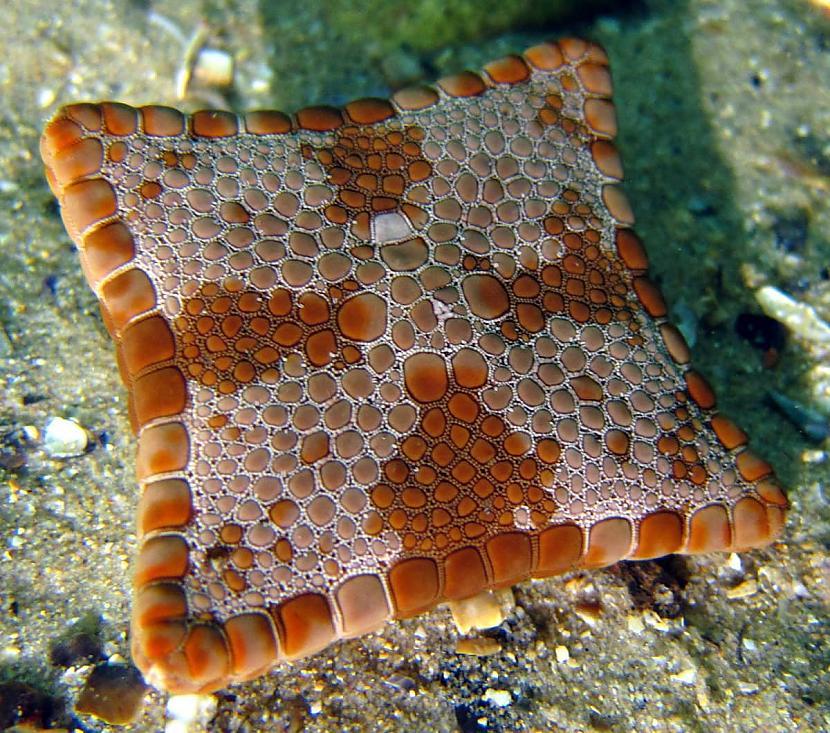 Kvadrātveida jūras zvaigzne... Autors: Zibenzellis69 12 gadījumi, kad daba aizrāvās un apbalvoja dzīvniekus ar ģenētiskām mutācijām