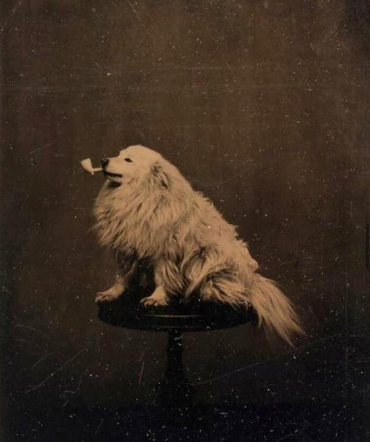 Suns ar pīpi 1875... Autors: Zibenzellis69 15 pagātnes fotogrāfijas, kas iemūžina pārsteidzošus parastās dzīves mirkļus