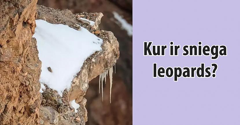  Autors: Lestets Cilvēki nevar ieraudzīt sniega leopardu, pat ja to parāda!
