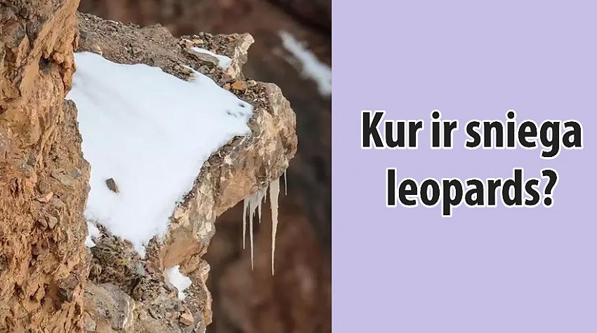 Cilvēki nevar ieraudzīt sniega leopardu, pat ja to parāda!