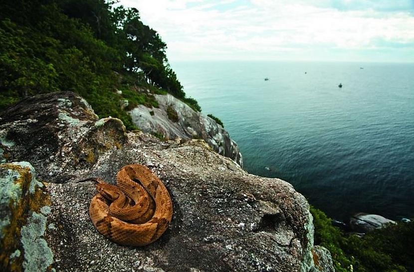 Čūsku salaBrazīlijas Ilha da... Autors: Lestets 10 aizliegtas vietas, kuras nav atļauts apmeklēt