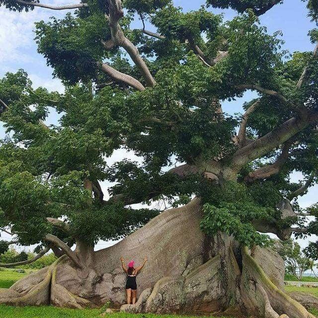 Ceiba jeb kokvilnas koks... Autors: Zibenzellis69 16 visneparastākie koku veidi, kas izskatās kā atvesti no citām pasaulēm