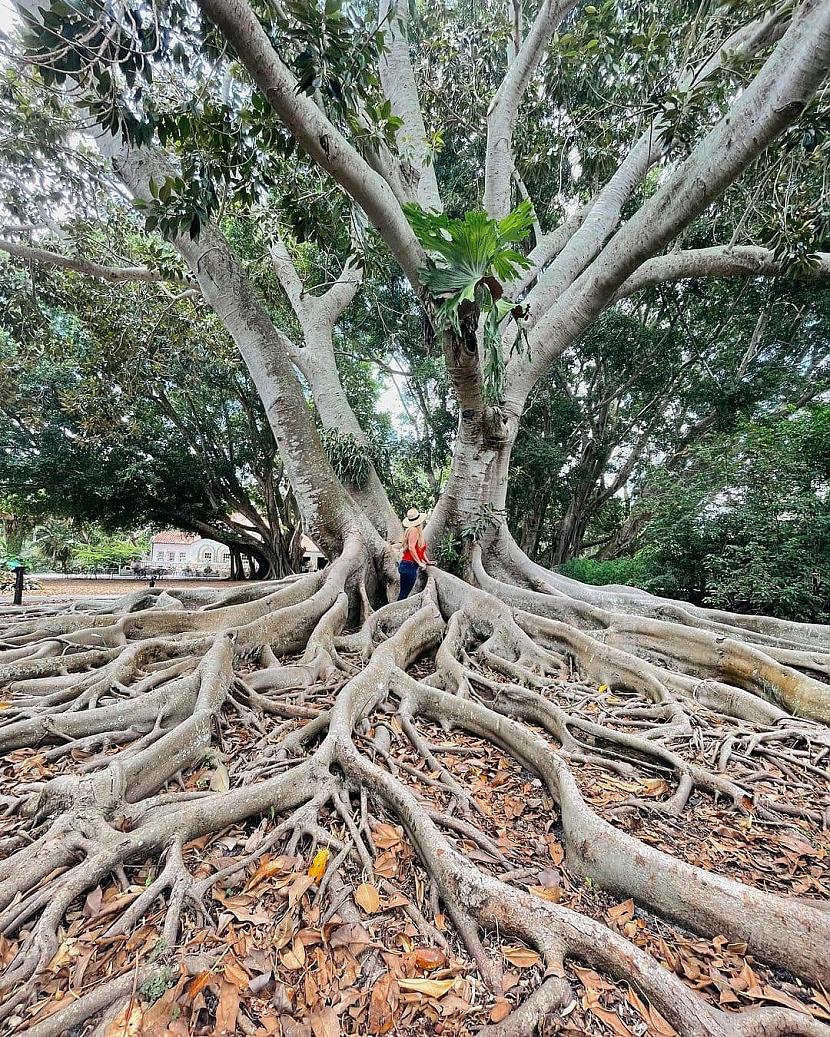 Bengālijas fikuss Banyan... Autors: Zibenzellis69 16 visneparastākie koku veidi, kas izskatās kā atvesti no citām pasaulēm