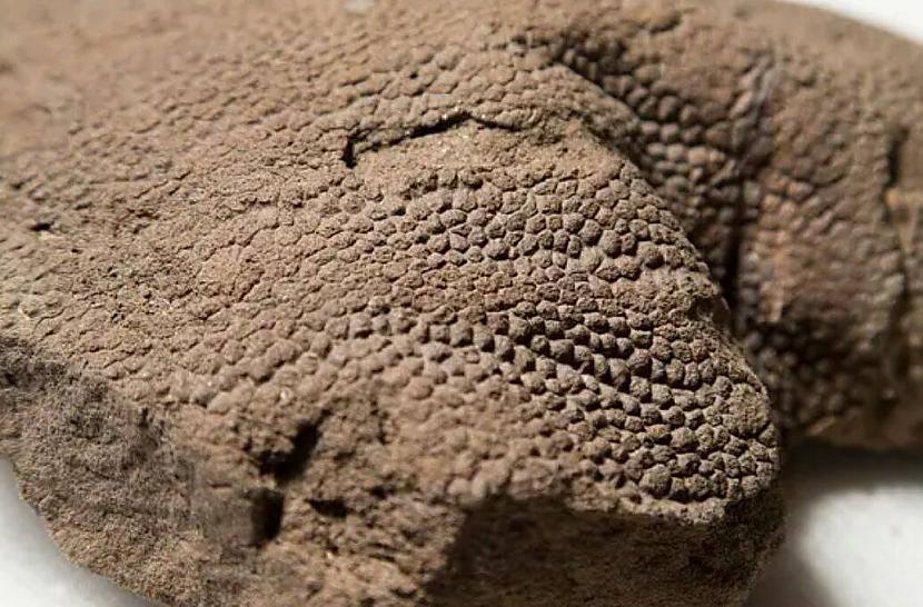  70 miljonus gadu vecs... Autors: Zibenzellis69 25 interesantas lietas un fakti, kas noteikti patiks zinātkārajiem