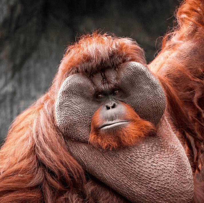 Orangutāns  1 vietaOrangutāni... Autors: Zibenzellis69 Top -10 gudrākie dzīvnieki, kuru spējas apskauž visa dzīvnieku valstība