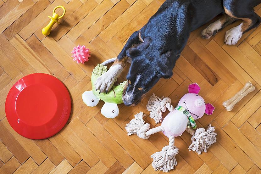 Aktualitātes suņu rotaļlietu... Autors: EV1TA Lai ķepaiņiem prieks: aktualitātes suņu rotaļlietu plauktos
