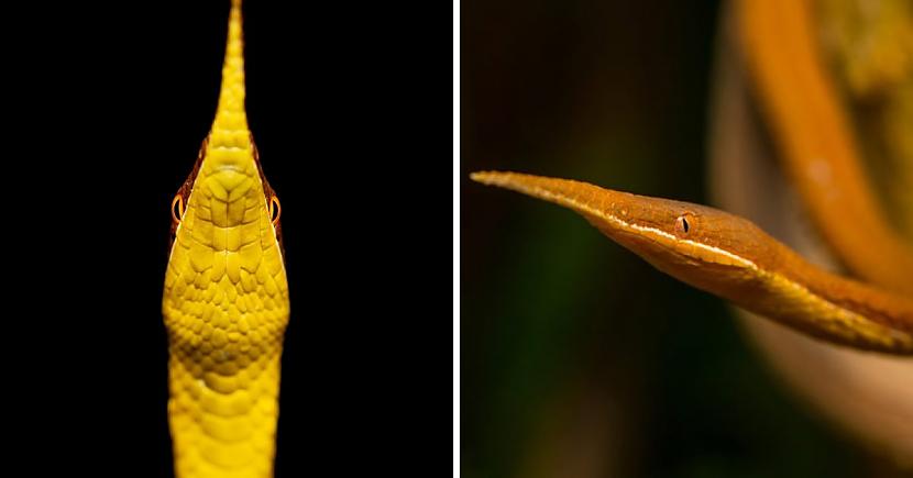 Madagaskaras lapu čūska... Autors: Zibenzellis69 13 dzīvnieki ar dīvainiem deguniem, kurus daba ne velti tiem uzdāvināja