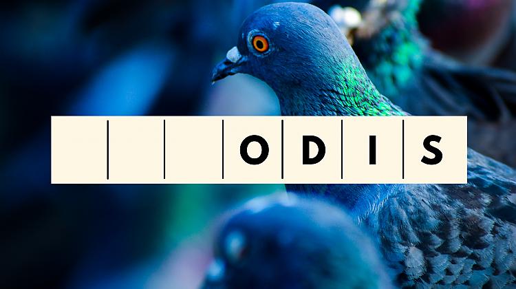 Tests: Vai tu zini, ar kādiem burtiem sākas šo putnu nosaukumi?