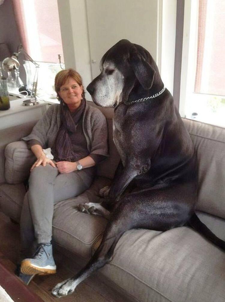 Ļoti liels suns Autors: Zibenzellis69 Viss neparastais, lai arī biedējošs, vienlaikus ir pievilcīgs. Piekrīti tam?