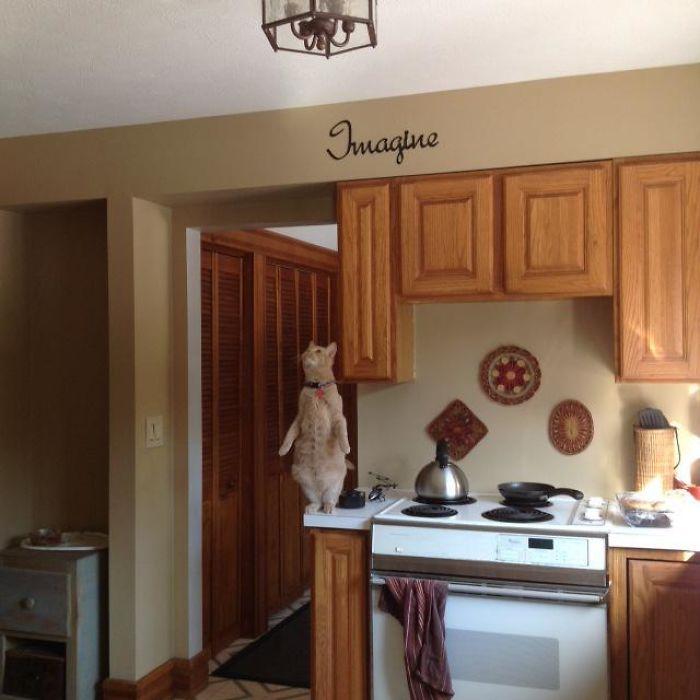 Perfektais uzraksts jau ir... Autors: Zibenzellis69 “Kas notiek ar tavu kaķi?”: 27 smieklīgas kaķu foto no interneta lietotājiem