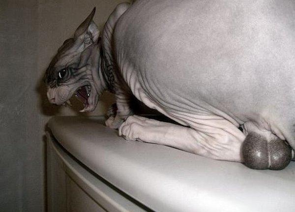 Neskaries man klāt tu divkāji Autors: Zibenzellis69 “Kas notiek ar tavu kaķi?”: 27 smieklīgas kaķu foto no interneta lietotājiem
