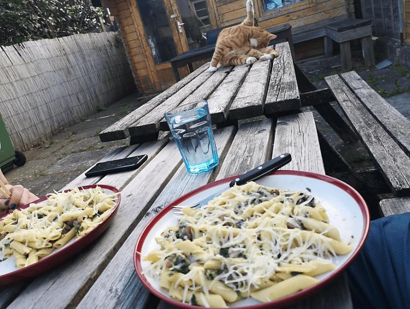 Romantiskas vakariņas dārzā... Autors: Zibenzellis69 Fotogrāfijas ar huligānu kaķiem, kuri ienesa haosu savu saimnieku ikdienas dzīvē