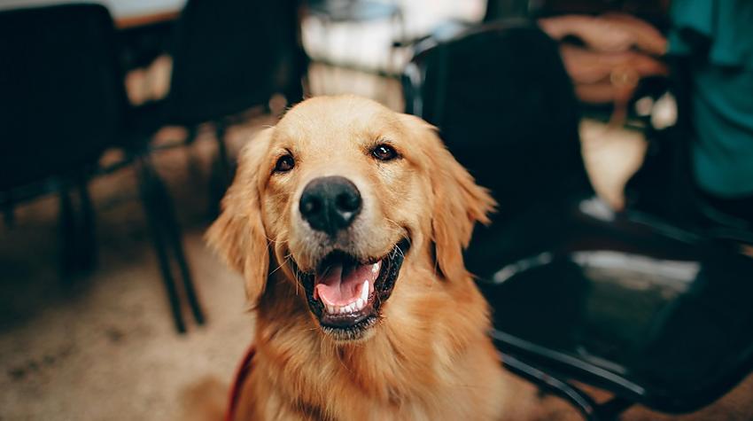 Suņi var saost mūsu stresu un tas viņus spēcīgi ietekmē