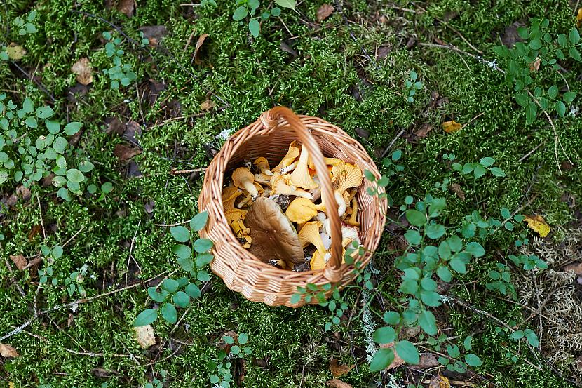 Ikviens Latvijas iedzīvotājs... Autors: matilde Ugunsdzēsēji glābēji šogad mežā vai purvā izglābuši jau 14 cilvēkus