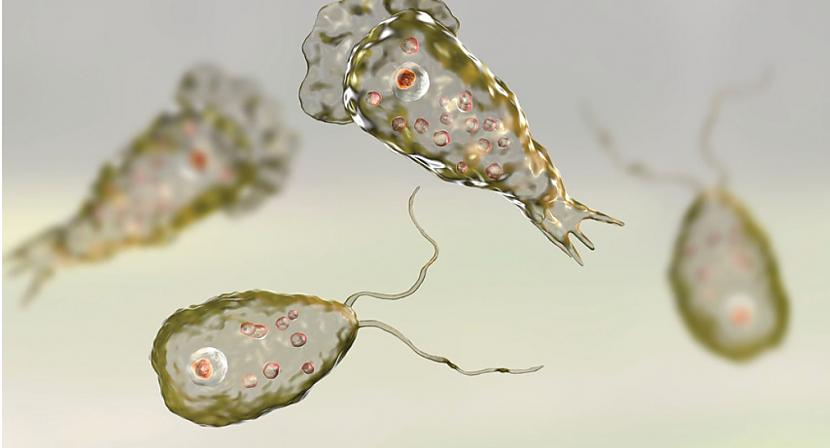 Naegleria fowleri ir amēba... Autors: PepperAndSalt Naegleria fowleri - smadzenes ēdošā amēba.