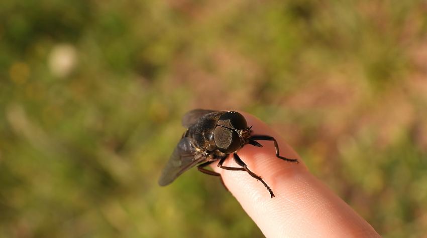 Kukaiņi: divspārņu kārta