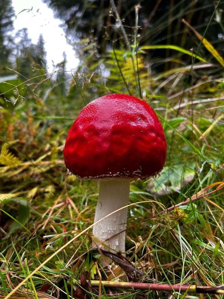 Visticamāk scaronī ir viena no... Autors: Zibenzellis69 Sēņu fotogrāfijas, kas pierāda to, ka iespējams tās nākušas no citas pasaules